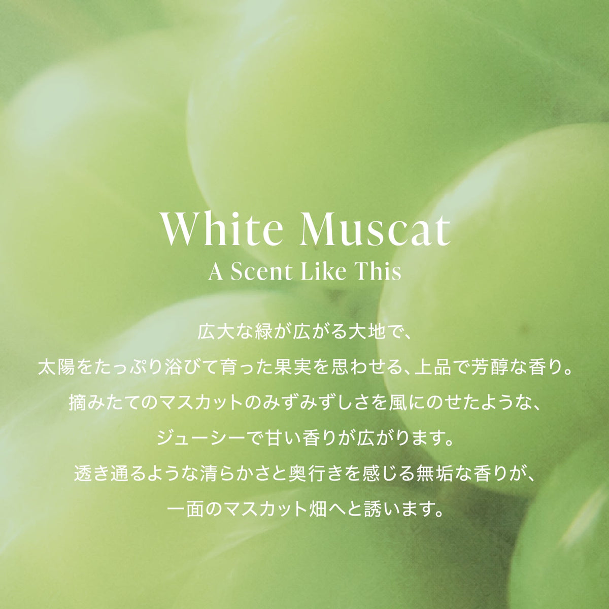 公式 MOTON(モトン) ヘア＆ボディミスト 選べる8つの香り 80ml - MOTON(モトン)公式オンラインストア